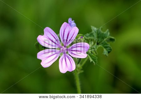 Top View Of Common Mallow Or Malva Sylvestris Or Cheeses Or High Mallow Or Tall Mallow Spreading Her