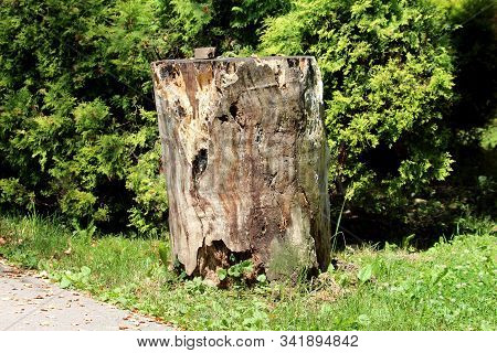 Tree Stump Left From Old Tall Tree With Beautiful Texture Left Next To Paved Path Surrounded With Un