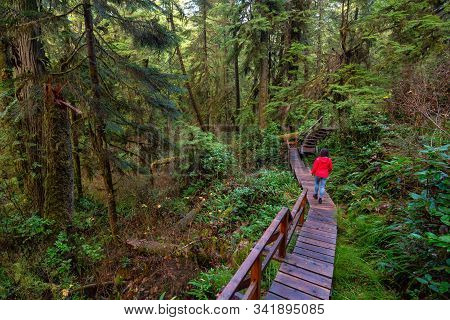 Woman Wearing A Red Coat Walking On A Wooden Path In A Wild Forest. Taken In Rainforest Trail, Near 
