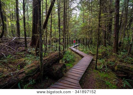 Woman Wearing A Red Coat Walking On A Wooden Path In A Wild Forest. Taken In Rainforest Trail, Near 