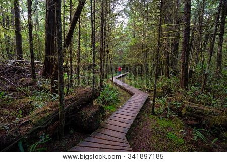 Woman Wearing A Red Coat Walking On A Wooden Path In A Wild Forest. Taken In Rainforest Trail, Near 