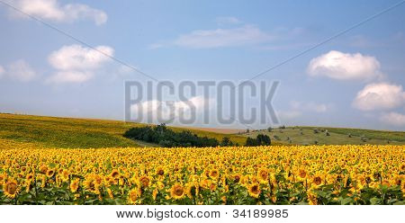 Sunflowers