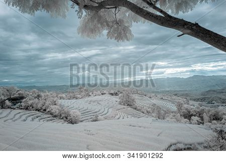 Beautiful Rice Terraces In Pa Bong Piang, The Rural Village In Chiangmai, Thailand In Infrared Photo