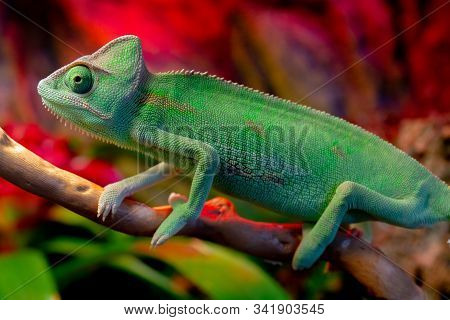 Green Chameleon On The Branch. Cute Pet