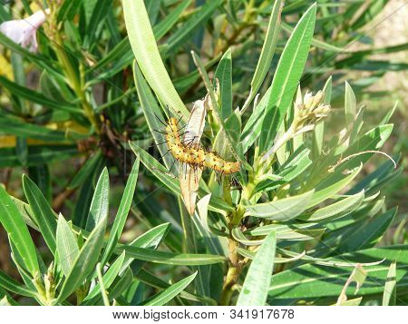 An Oleander Caterpillar Is Feeding On A Petite Pink Dwarf Oleander In West Central Florida. Although