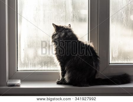The Cat Is Sitting On The Window.