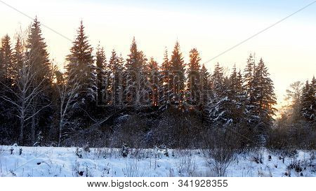 Winter Sunset In The Fir Forest. The Rays Of The Winter Sun Illuminate The Snowy Space. Clear Sky Fa