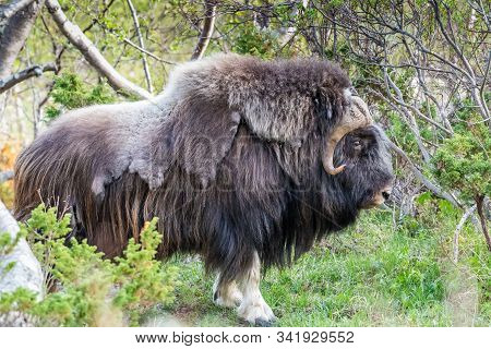 Portrait Of A Musk Ox (ovibos Moschatus) In Nature  Norway