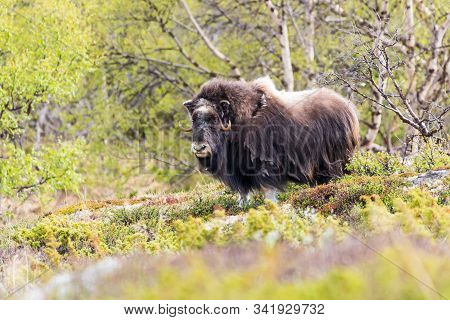 Portrait Of A Musk Ox (ovibos Moschatus) In Nature  Norway