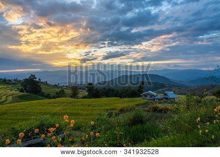 Beautiful Rice Terraces During Sunset In Pa Bong Piang, The Rural Village In Chiangmai, Thailand