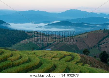 Beautiful Rice Terraces In The Morning With Fog Environment In Pa Bong Piang, The Rural Village In C