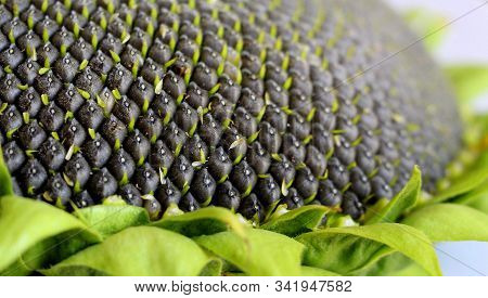 Ripe Sunflower. Black Sunflower Seeds Close-up. Harvest Sunflower. Agriculture.