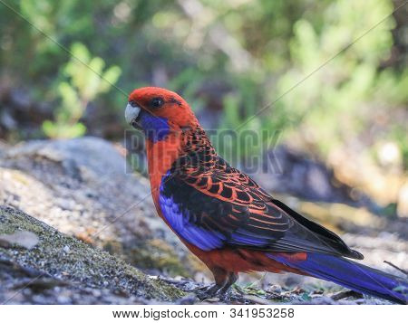 An Australian Crimson Rosella Parrot At Wilson Promontory National Park