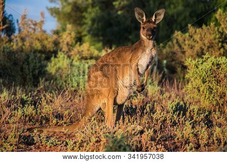 A Wild Kangaroo In The Australien Outback