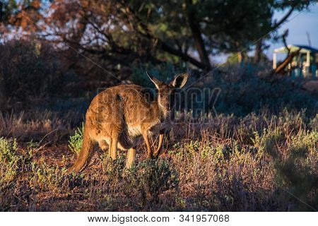 A Wild Kangaroo In The Australien Outback