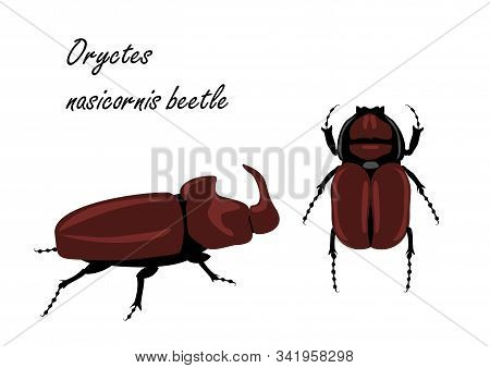 European Rhinoceros Beetle Oryctes Nasicornis . Insects Isolated On White Background.
