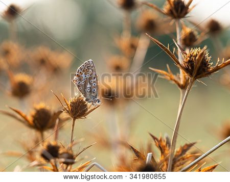 Female Chalkhill Blue Butterfly (polyommatus Coridon) Sitting On Dry Plant Field Eryngo Plant (eryng