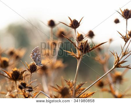 Female Chalkhill Blue Butterfly (polyommatus Coridon) Sitting On Dry Plant Field Eryngo Plant (eryng