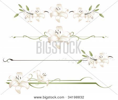 Linie podziału Lily