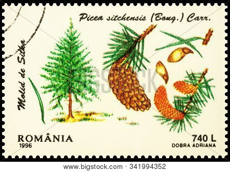 Moscow, Russia - December 28, 2019: Stamp Printed In Romania Shows Sitka Spruce Or Picea Sitchensis,