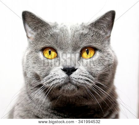 Gray Scottish Cat Breed Lies On The Floor. Sleepy Cat Funny Pet. Portrait Of A Cat.