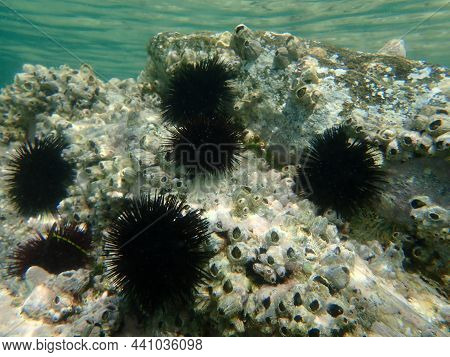 Black Sea Urchin (arbacia Lixula) And Perforated Barnacle (perforatus Perforatus) Undersea, Aegean S