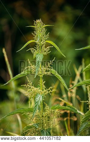 Twigs Of Wild Plant Nettle - Stinging Nettle - Urtica Dioica In Summer Spring Meadow. Close Up.