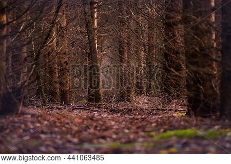 Majestic Dark Dense Autumn Forest. Strange Misty Dark Forest.