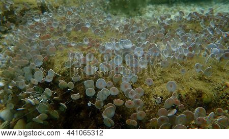 Green Algae Acetabularia Acetabulum Undersea, Aegean Sea, Greece, Halkidiki