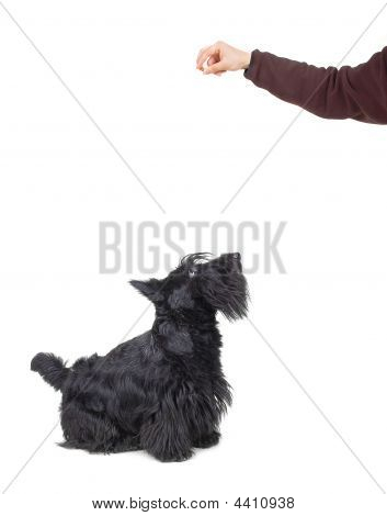 Scottish Terrier