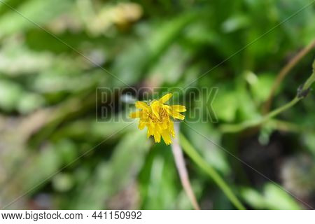 Bulbous Dandelion Yellow Flower - Latin Name - Leontodon Tuberosus