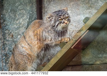 Wild Cat Manul Or Pallas's Cat, Lat. Otocolobus Manul, In The Zoo, Manul Is A Small Wild Cat With Lo