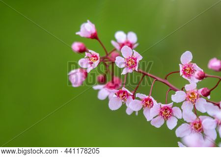 Pink Cherry Flowers. The Branches Of A Blossoming Tree. Cherry Tree With Pink Flowers On Green Blurr