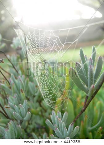 Pavoučí Vygie Bush s ranní mlhou