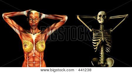 Muscular e óssea 4