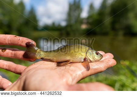 Small Fish Tinca Tinca With Red Eyes, On The Hands.