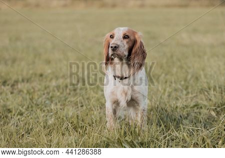 Gun Dog Is Standing In A Field.