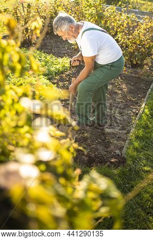 Senior gardener gardening in his permaculture garden - turning over the soil in his garden with a spade