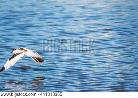 Water Bird Pied Avocet, Lat. Recurvirostra Avosetta, Takes Off From The Shore Of The Lake. The Pied 