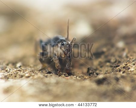 Krykiet Mole kopania ziemi