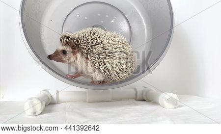Small Hedgehog In Rodent Wheel On White Background. Home Care For Hedgehog Pet.