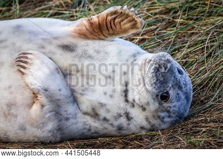 Grey Seal Pup