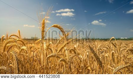Beautiful View Of Gold Wheat Crop Flied Landscape, Rural Countryside At Spain.