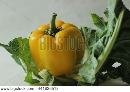 Yellow Bell Peppers. Bell Pepper Or Capsicum Annuum, Also Called Sweet Pepper Or Capsicum