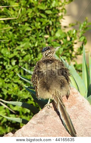 Roadrunner