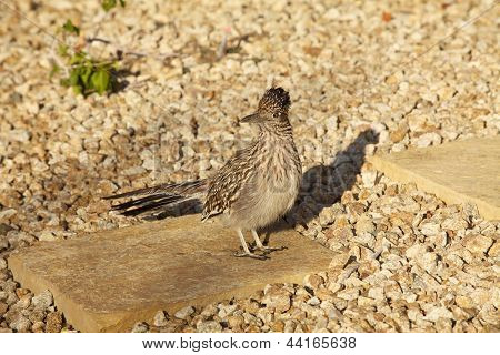 Roadrunner