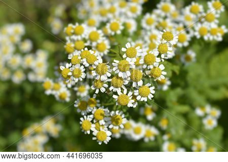 Golden Feverfew Flowers - Latin Name - Tanacetum Parthenium Aureum (chrysantemum Parthenium Aureum)