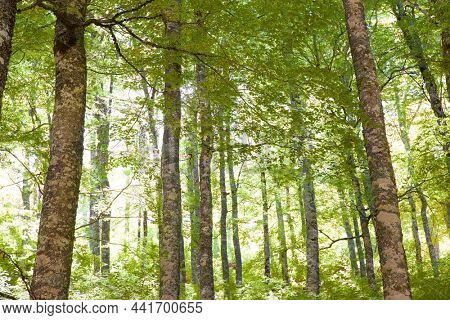 Forest in Anso Valley, Huesca Province in Aragon in Spain.