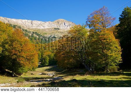 Forest in Anso Valley, Huesca Province in Aragon in Spain.