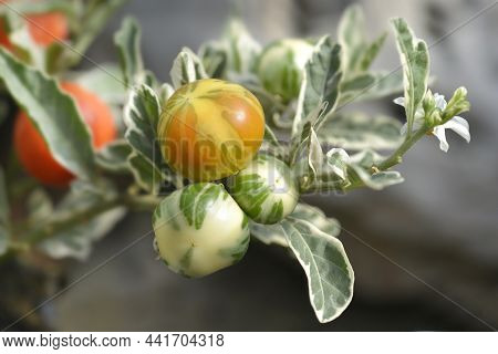 Variegated Jerusalem Cherry - Latin Name - Solanum Pseudocapsicum Variegata